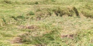 दुबौलिया में आंधी-बारिश से 13 बीघा फसलें बर्बाद:किसान बोले- इस बार खेती में 1.5 हजार नुकसान हो गया
