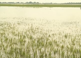 200 बीघा धान की फसल डूबी:वीरपुर के किसानों को बारिश से 6 लाख का नुकसान