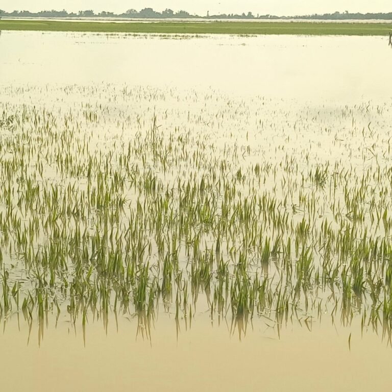 200 बीघा धान की फसल डूबी:वीरपुर के किसानों को बारिश से 6 लाख का नुकसान