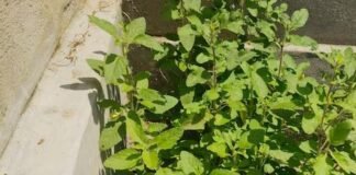 बार-बार सूख रही तुलसी? पितृपक्ष में इन संकेतों का क्या है मतलब, कहीं पितृदोष से तो नहीं कनेक्शन
