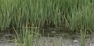 बघेला नाला में बाढ़ से धान की फसल डूबी:महराजगंज में नेपाल में बारिश के बाद कई गांवों के खेत जलमग्न, नुकसान की आशंका