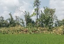 चक्रवात से बिजली व्यवस्था ठप, हजारों सागौन के पेड़ बर्बाद:कर्मचारी पूरी ताकत से जुटे, मंगलवार शाम तक बहाल होगी सप्लाई