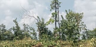 चक्रवात से बिजली व्यवस्था ठप, हजारों सागौन के पेड़ बर्बाद:कर्मचारी पूरी ताकत से जुटे, मंगलवार शाम तक बहाल होगी सप्लाई