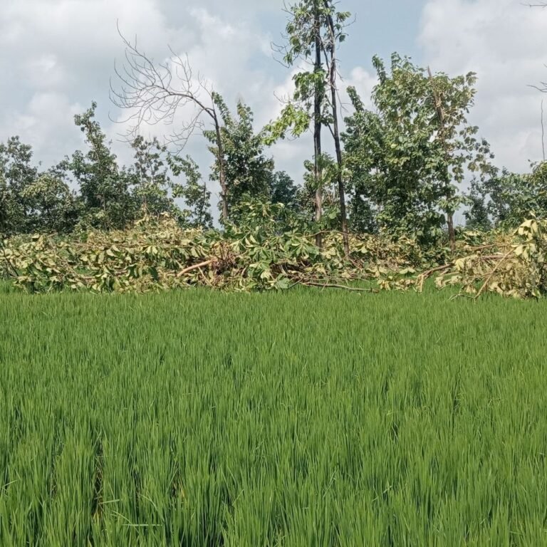 चक्रवात से बिजली व्यवस्था ठप, हजारों सागौन के पेड़ बर्बाद:कर्मचारी पूरी ताकत से जुटे, मंगलवार शाम तक बहाल होगी सप्लाई