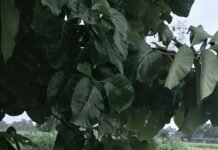 श्रावस्ती में लगातार हो रही बारिश से फसलों को नुकसान