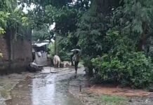 श्रावस्ती तराई में लगातार हो रही बारिश से सड़कों पर जल भराव,आवागमन में परेशानी