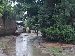 श्रावस्ती तराई में लगातार हो रही बारिश से सड़कों पर जल भराव,आवागमन में परेशानी