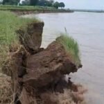 राप्ती की कटान से जमीन और फसल नदी में समाई:जमुनहा-इकौना में घटते-बढ़ते जलस्तर से किसान परेशान, पकी फसल काटकर पशुओं को खिला रहे राप्ती की कटान से जमीन और फसल नदी में समाई:जमुनहा-इकौना में घटते-बढ़ते जलस्तर से किसान परेशान, पकी फसल काटकर पशुओं को खिला रहे