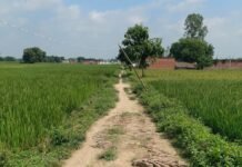 भीटा मिरवा पुर स्कूल का रास्ता कीचड़ से भरा:बारिश में बच्चों को स्कूल जाने में हो रही मुश्किल, कई गिरकर चोटिल