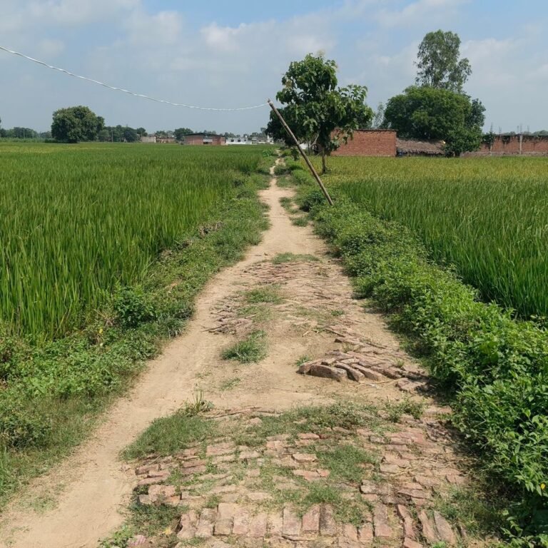 भीटा मिरवा पुर स्कूल का रास्ता कीचड़ से भरा:बारिश में बच्चों को स्कूल जाने में हो रही मुश्किल, कई गिरकर चोटिल