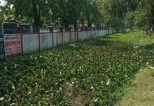 जमुनहा में नाला सफाई में खानापूर्ति का आरोप:जमुनहा-बहराइच मार्ग पर बैरियर चौराहा के पास, जलकुंभी और कूड़े से पटा नाला