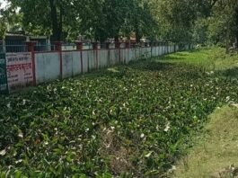 जमुनहा में नाला सफाई में खानापूर्ति का आरोप:जमुनहा-बहराइच मार्ग पर बैरियर चौराहा के पास, जलकुंभी और कूड़े से पटा नाला