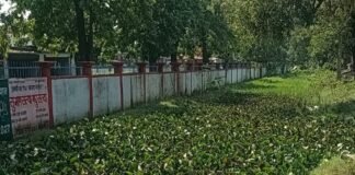 जमुनहा में नाला सफाई में खानापूर्ति का आरोप:जमुनहा-बहराइच मार्ग पर बैरियर चौराहा के पास, जलकुंभी और कूड़े से पटा नाला