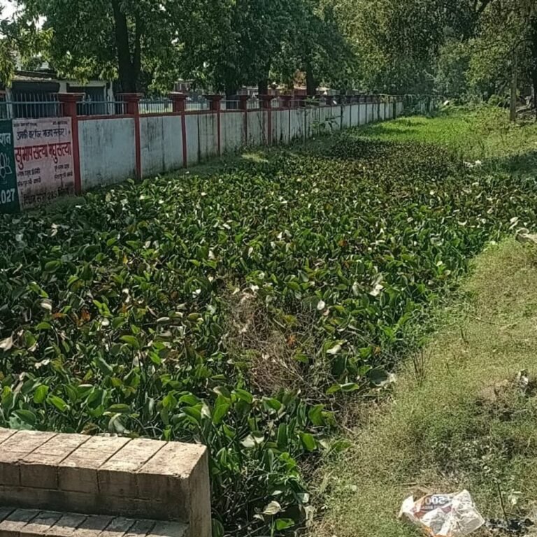 जमुनहा में नाला सफाई में खानापूर्ति का आरोप:जमुनहा-बहराइच मार्ग पर बैरियर चौराहा के पास, जलकुंभी और कूड़े से पटा नाला
