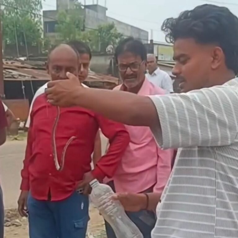 निचलौल में सांप ने काटा:सर्प रक्षक टीम ने घर से सांप को पकड़ा, पीड़ित अस्पताल में भर्ती