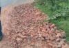 सूरजकुंडा नाला के पास 20 मीटर सड़क बदहाल:तीन साल से शिकायत के बाद भी मरम्मत नहीं सूरजकुंडा नाला के पास 20 मीटर सड़क बदहाल:तीन साल से शिकायत के बाद भी मरम्मत नहीं