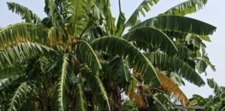 परतावल में बिना काम 88 श्रमिकों की हाजिरी लगाई:बीडीओ ने जांच के बाद हाजिरी शून्य की, मामले की जांच जारी