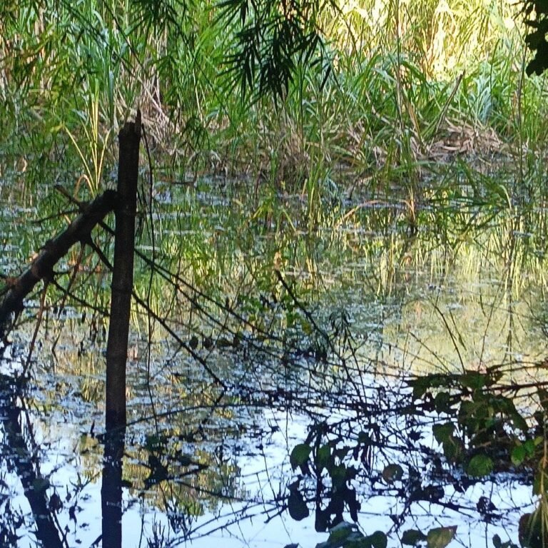 अमारेभरिया में बारिश-आंधी से गन्ना और धान की फसल गिरी:किसानों को नुकसान, फसल सड़ने का खतरा बढ़ा, मुआवजे की मांग