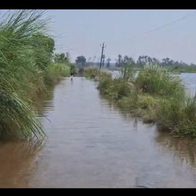 चैंनपुर-बिकवा घाट मार्ग पर जलभराव:आवागमन बंद, ग्रामीणों को दूसरे रास्ते से जाना पड़ रहा