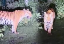 भोपाल के नजदीक सड़क पर घूमता दिखा बाघ, ड्रोन और डॉग स्क्वॉड से सर्च ऑपरेशन News Desk