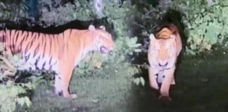 भोपाल के नजदीक सड़क पर घूमता दिखा बाघ, ड्रोन और डॉग स्क्वॉड से सर्च ऑपरेशन News Desk