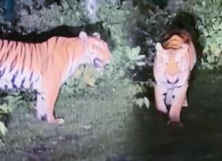 भोपाल के नजदीक सड़क पर घूमता दिखा बाघ, ड्रोन और डॉग स्क्वॉड से सर्च ऑपरेशन News Desk