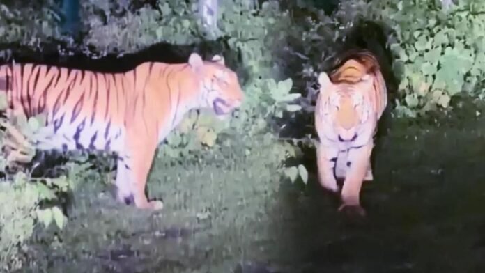 tiger-at-bhopal-road.jpg News Desk