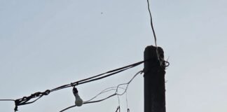 लालपुर चंदा झार में गिरा 11 हजार का पोल:दैनिक भास्कर की खबर के बाद 24 घंटे में बदला, 5 गांवों में लौटी रोशनी लालपुर चंदा झार में गिरा 11 हजार का पोल:दैनिक भास्कर की खबर के बाद 24 घंटे में बदला, 5 गांवों में लौटी रोशनी