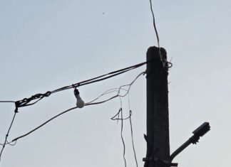 लालपुर चंदा झार में गिरा 11 हजार का पोल:दैनिक भास्कर की खबर के बाद 24 घंटे में बदला, 5 गांवों में लौटी रोशनी लालपुर चंदा झार में गिरा 11 हजार का पोल:दैनिक भास्कर की खबर के बाद 24 घंटे में बदला, 5 गांवों में लौटी रोशनी