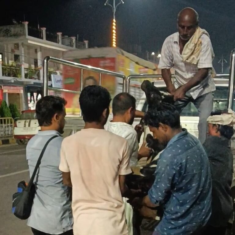 महराजगंज में घायल बछड़े को अध्यक्ष ने बचाया:सड़क पर तड़प रहा था, पुष्पलता मंगल ने गौशाला भिजवाया