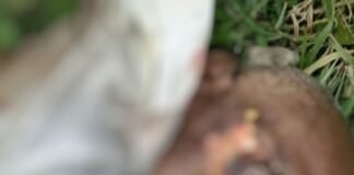 सिसवा में रेलवे ट्रैक पर मिला बुजुर्ग का शव:शिनाख्त करवाने में जुटी पुलिस, लोको पायलट ने स्टेशन मास्टर को दी सूचना सिसवा में रेलवे ट्रैक पर मिला बुजुर्ग का शव:शिनाख्त करवाने में जुटी पुलिस, लोको पायलट ने स्टेशन मास्टर को दी सूचना