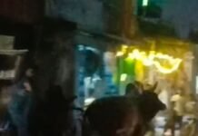 चफरिया बाजार में आवारा सांड भिड़े, दो दुकानों को नुकसान:लड़ाई से दहशत, दुकानदारों ने छुट्टा मवेशियों को हटाने की मांग की चफरिया बाजार में आवारा सांड भिड़े, दो दुकानों को नुकसान:लड़ाई से दहशत, दुकानदारों ने छुट्टा मवेशियों को हटाने की मांग की