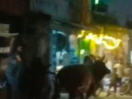 चफरिया बाजार में आवारा सांड भिड़े, दो दुकानों को नुकसान:लड़ाई से दहशत, दुकानदारों ने छुट्टा मवेशियों को हटाने की मांग की