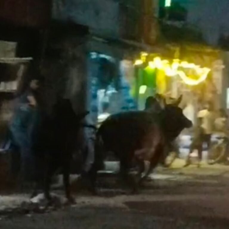 चफरिया बाजार में आवारा सांड भिड़े, दो दुकानों को नुकसान:लड़ाई से दहशत, दुकानदारों ने छुट्टा मवेशियों को हटाने की मांग की