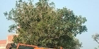 नेशनल हाईवे पर अनियंत्रित होकर खाई में पलटा ट्रक:NH 730 पर बलरामपुर से बहराइच जा रहा था, सीता द्वार मोड़ के पास हुआ हादसा नेशनल हाईवे पर अनियंत्रित होकर खाई में पलटा ट्रक:NH 730 पर बलरामपुर से बहराइच जा रहा था, सीता द्वार मोड़ के पास हुआ हादसा
