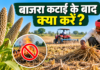 Bajra Katai Ke Baad Kya Karein? अगली फसल से पहले करें ये जरूरी काम