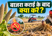 Bajra Katai Ke Baad Kya Karein? अगली फसल से पहले करें ये जरूरी काम
