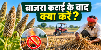 Bajra Katai Ke Baad Kya Karein? अगली फसल से पहले करें ये जरूरी काम