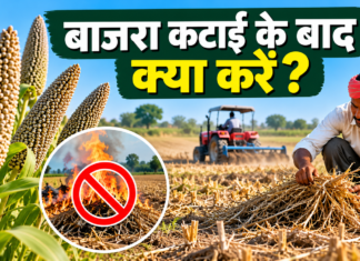 Bajra Katai Ke Baad Kya Karein? अगली फसल से पहले करें ये जरूरी काम
