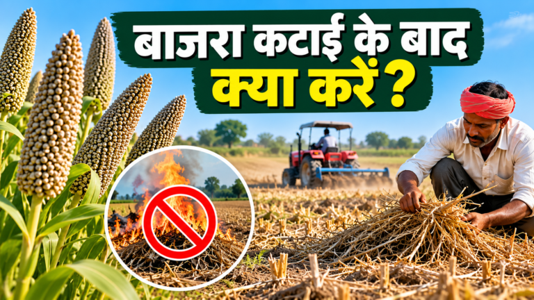 Bajra Katai Ke Baad Kya Karein? अगली फसल से पहले करें ये जरूरी काम