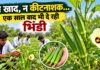 बिना खाद-कीटनाशक एक साल से दे रही फल