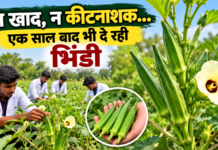 बिना खाद-कीटनाशक एक साल से दे रही फल