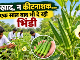 बिना खाद-कीटनाशक एक साल से दे रही फल
