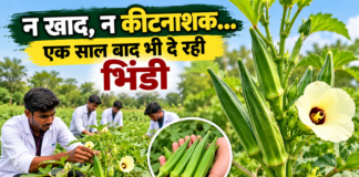 बिना खाद-कीटनाशक एक साल से दे रही फल