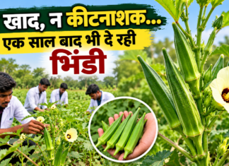 बिना खाद-कीटनाशक एक साल से दे रही फल