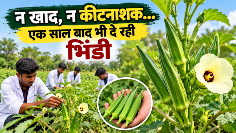 बिना खाद-कीटनाशक एक साल से दे रही फल