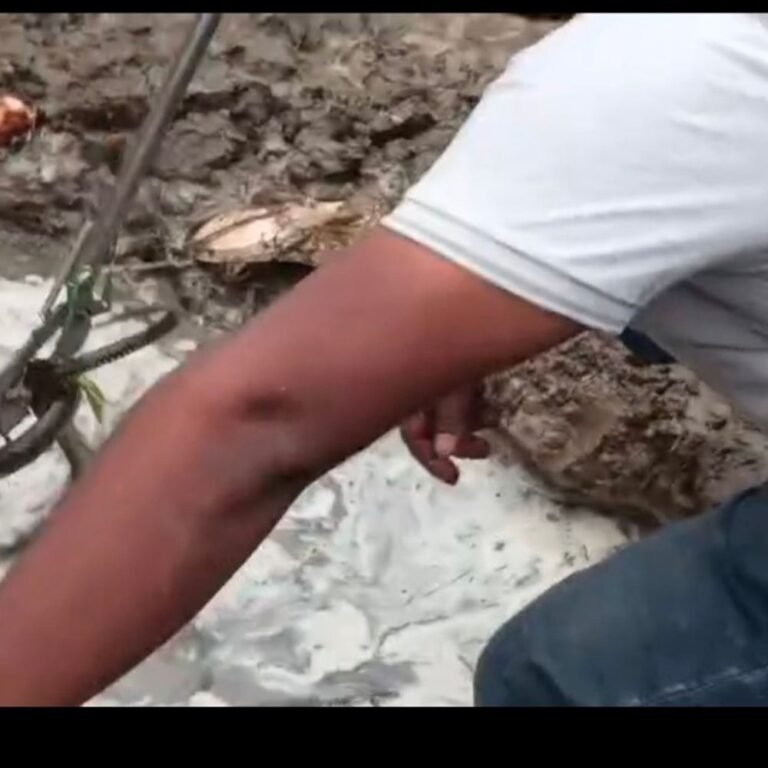 रेस्क्यू टीम ने बिल से धामिन सांप निकाला:मिठौरा के पिपरा सोनाड़ी में तीन घंटे चला रेस्क्यू, सुरेश वर्मा के घर के पास छिपा था सांप