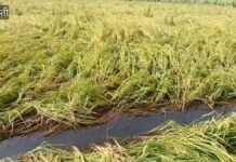 श्रावस्ती में धान के खेतों में जलभराव, कोई नाली तो कोई पंपिंग सेट से निकाल रहा पानी श्रावस्ती में धान के खेतों में जलभराव, कोई नाली तो कोई पंपिंग सेट से निकाल रहा पानी
