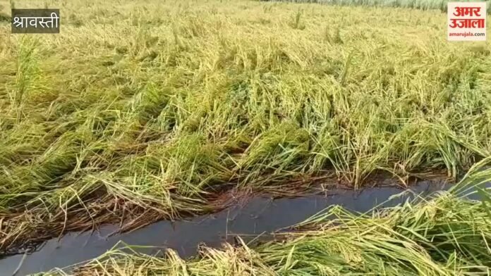 1xfw8ql.0000000.jpg श्रावस्ती में धान के खेतों में जलभराव, कोई नाली तो कोई पंपिंग सेट से निकाल रहा पानी