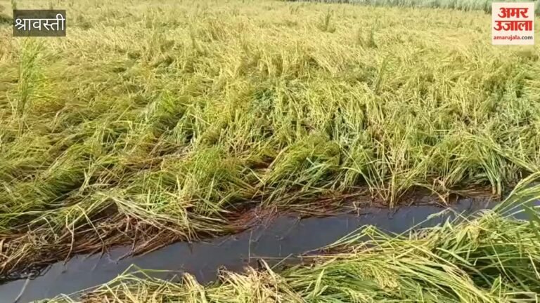श्रावस्ती में धान के खेतों में जलभराव, कोई नाली तो कोई पंपिंग सेट से निकाल रहा पानी